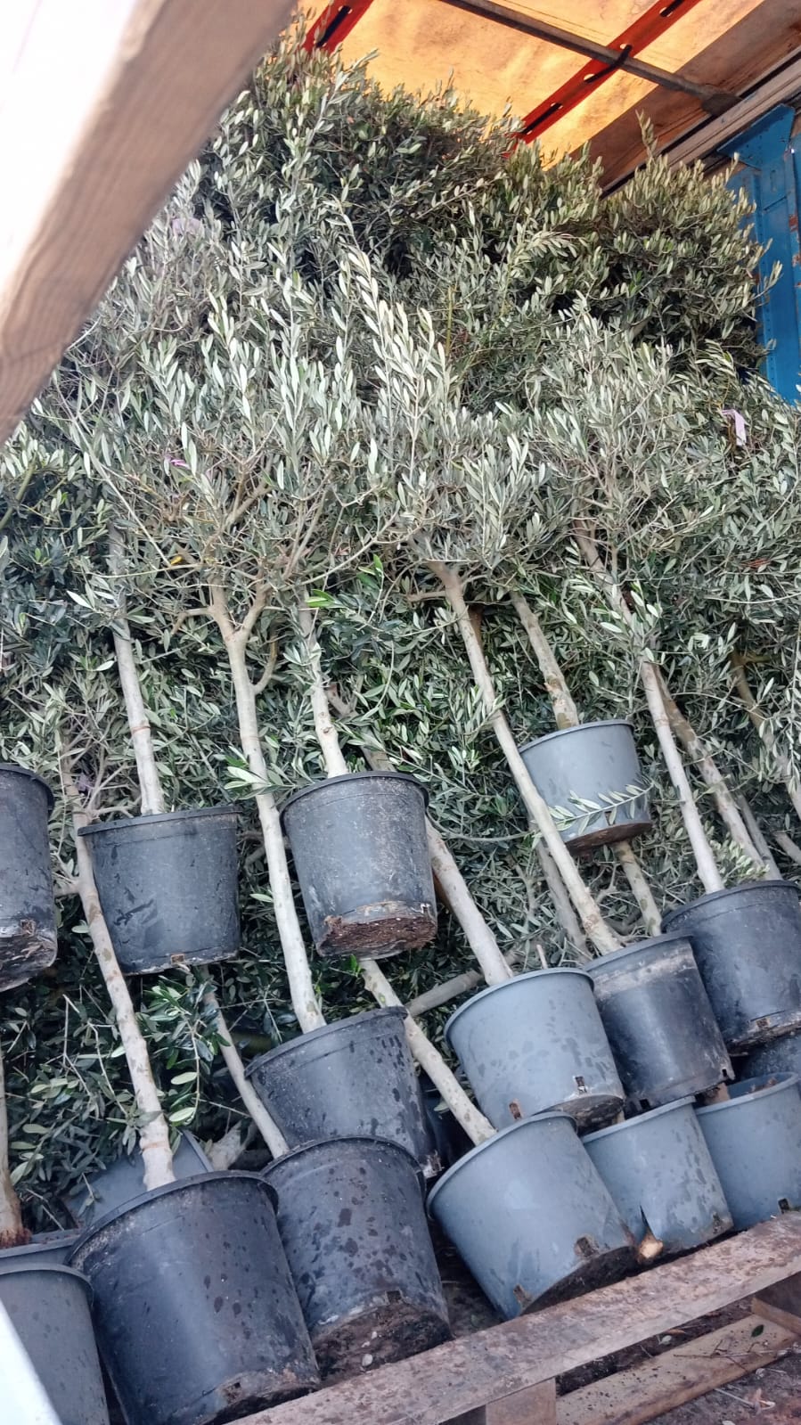 Olivos y Otros Árboles de Solimed