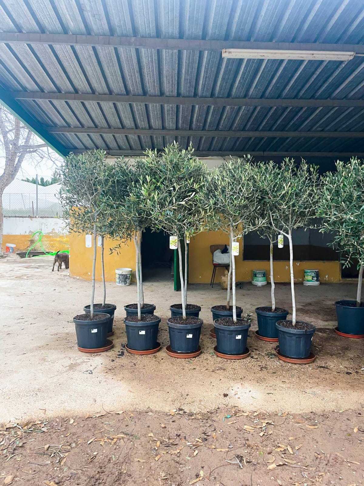 Olivos y Otros Árboles de Solimed
