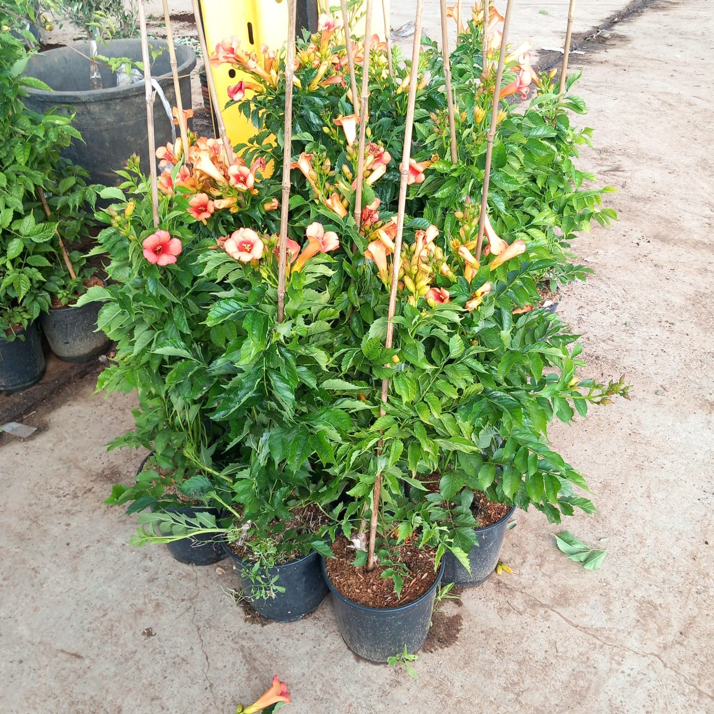 Olivos y Otros Árboles de Solimed