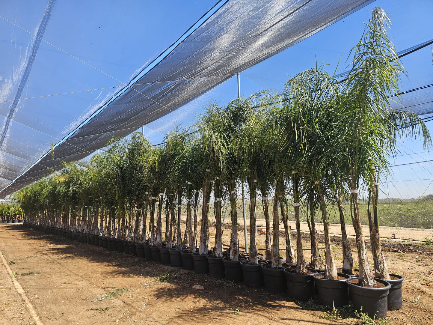 Olivos y Otros Árboles de Solimed