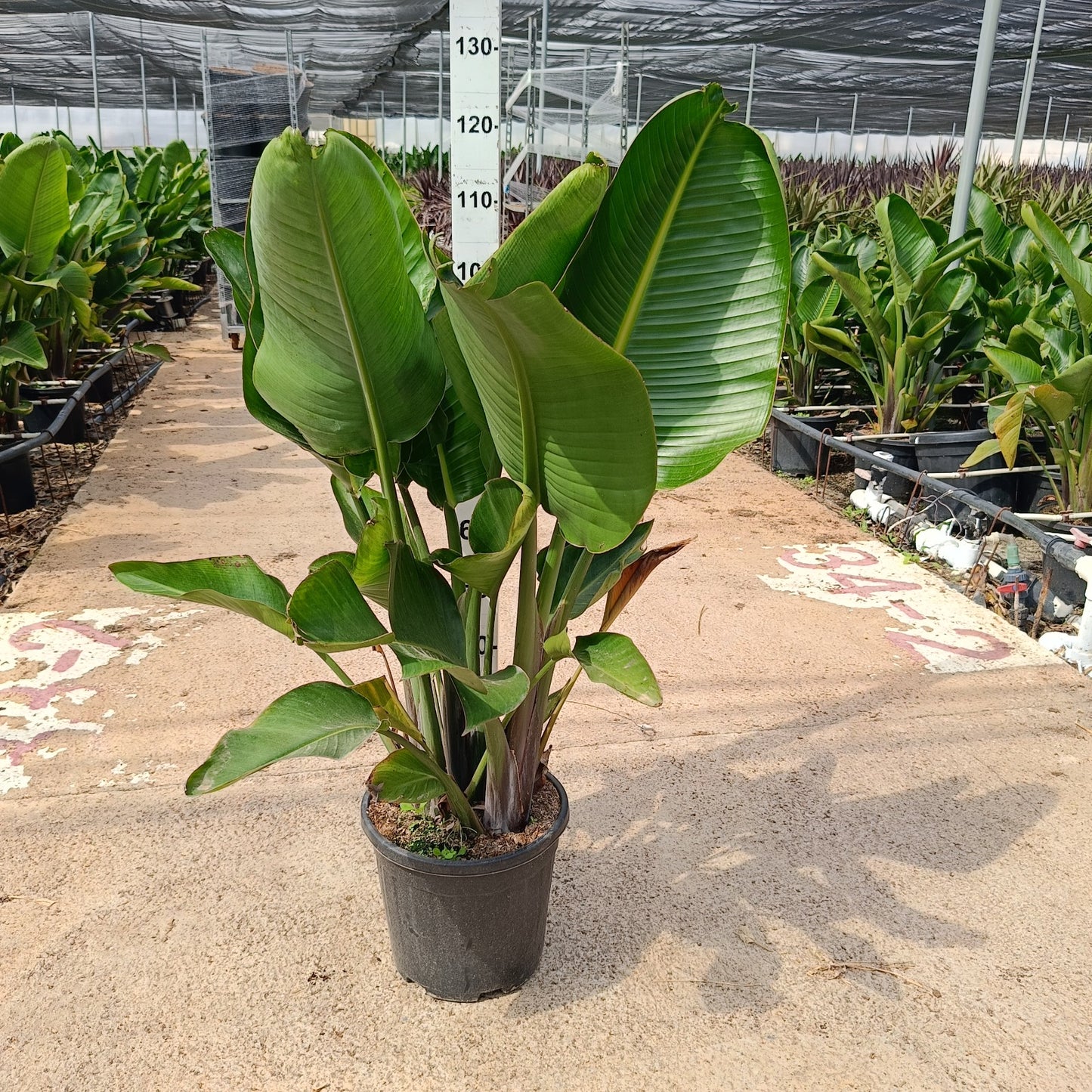 Olivos y Otros Árboles de Solimed