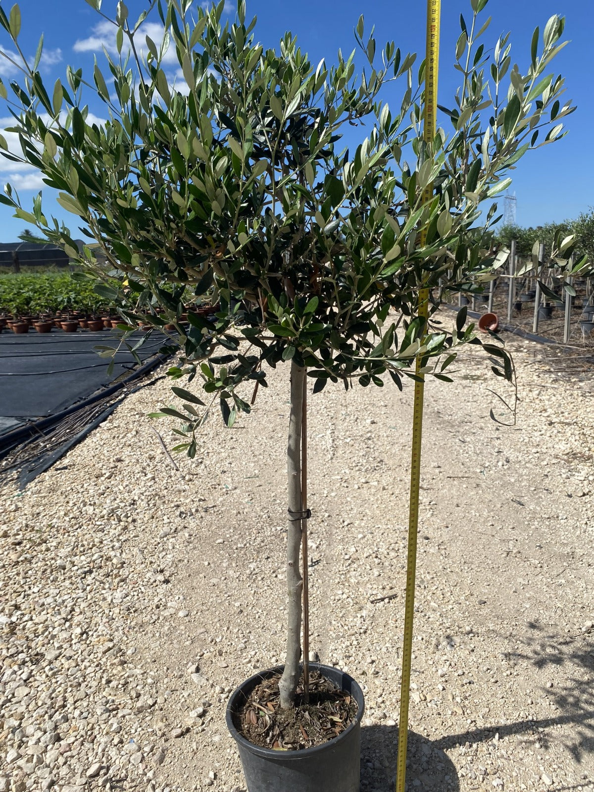 Olivos y Otros Árboles de Solimed